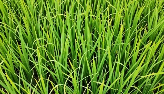 农产品收购：农业管理中的性能与适用条件分析
