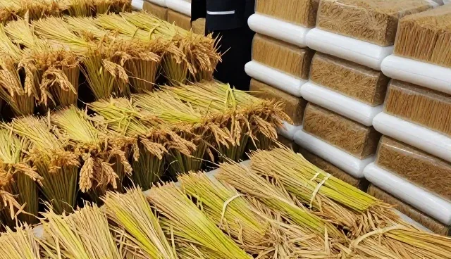 种苗使用中分级包装与配送的优劣比较